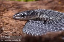 Südliche Feilennatter, Mehelya Capensis -Fischbedarf Laden Suedliche Feilennatter Mehelya capensis 7