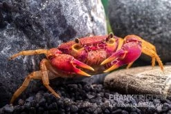 Lila Süßwasserkrabbe, Globithelphusa "indian Lilac" -Fischbedarf Laden Suesswasserkrabbe Globithelphusa indian lilac n5