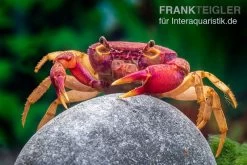 Lila Süßwasserkrabbe, Globithelphusa "indian Lilac" -Fischbedarf Laden Suesswasserkrabbe Globithelphusa indian lilac n6