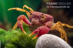 Lila Süßwasserkrabbe, Globithelphusa "indian Lilac" -Fischbedarf Laden Suesswasserkrabbe Globithelphusa indian lilac n7