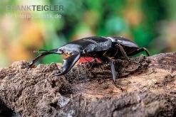 Sumatra-Panzerkopfkäfer, Dorcus Titanus Sumatra -Fischbedarf Laden Sumatra Panzerkopfkaefer Dorcus titanus sumatra 3