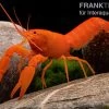 Superorangener Aprikosenkrebs, Cherax Cf. Holthuisi -Fischbedarf Laden Superorangener Aprikosenkrebs Cherax cf holthuisi 01
