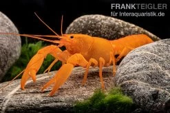 Superorangener Aprikosenkrebs, Cherax Cf. Holthuisi -Fischbedarf Laden Superorangener Aprikosenkrebs Cherax cf holthuisi 07