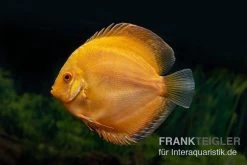 Diskusfisch ASIA-NZ, Symphysodon Discus Gold Pigeon (Yellow Pigeon)