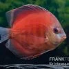 Diskusfisch ASIA-NZ, Symphysodon Discus Tomato -Fischbedarf Laden Symphysodon aequifasciatus 09 Red Tomato 6