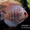 Diskusfisch ASIA-NZ, Symphysodon Discus Blue Dragon -Fischbedarf Laden Symphysodon aequifasciatus Blue Dragon 2