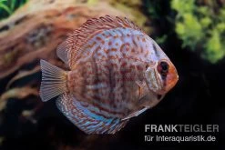 Diskusfisch ASIA-NZ, Symphysodon Discus Blue Dragon