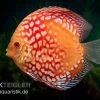 Diskusfisch ASIA-NZ, Symphysodon Discus Red Magic