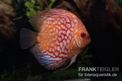 Diskusfisch ASIA-NZ, Symphysodon Discus Red Royal Pigeon (Classic Striped Pigeon)