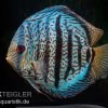 Diskusfisch ASIA-NZ, Symphysodon Discus Red Spotted Green -Fischbedarf Laden Symphysodon aequifasciatus Red Spotted Green 4