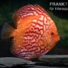 Diskusfisch ASIA-NZ, Symphysodon Discus Red Stone (Fire Stone) -Fischbedarf Laden Symphysodon aequifasciatus Red Stone