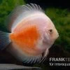Diskusfisch ASIA-NZ, Symphysodon Discus Red White -Fischbedarf Laden Symphysodon aequifasciatus Red and White 8