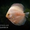 Diskusfisch ASIA-NZ, Symphysodon Discus White Diamond -Fischbedarf Laden Symphysodon aequifasciatus White Diamond 1