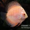 Diskusfisch ASIA-NZ, Symphysodon Discus White Scorpion -Fischbedarf Laden Symphysodon aequifasciatus White Scorpion 2