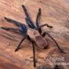 Tarantula, Ornithoctonus Sp. "Thailand" XL -Fischbedarf Laden Tarantula Ornithoctonus sp Thailand 1