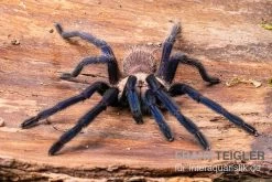 Tarantula, Ornithoctonus Sp. "Thailand" XL -Fischbedarf Laden Tarantula Ornithoctonus sp Thailand 3