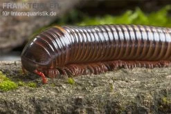 Westafrikanischer Tausendfüßer, Telodeinopus Assiensis -Fischbedarf Laden Telodeinopus assiensis westafrikanischer Tausendfue