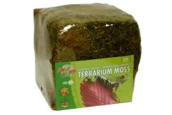 Zoomed Terrarium Moss Minibale