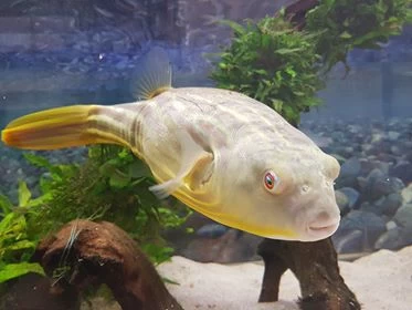 Nilkugelfisch, Tetraodon Fahaka (lineatus) 5 Nilkugelfisch, Tetraodon Fahaka (lineatus) – Bild 3