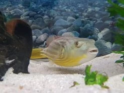 Nilkugelfisch, Tetraodon Fahaka (lineatus) 12 Nilkugelfisch, Tetraodon Fahaka (lineatus) -Fischbedarf Laden Tetraodon fahaka 3