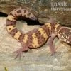 Texas-Krallengecko, Coleonyx Brevis