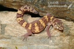 Texas-Krallengecko, Coleonyx Brevis