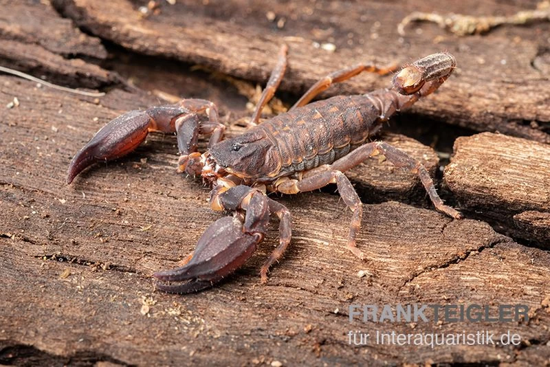 Thailand Zwergskorpion, Chaerilus Sp. Thailand 4 Thailand Zwergskorpion, Chaerilus Sp. Thailand – Bild 2