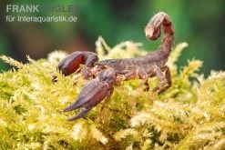 Thailand Zwergskorpion, Chaerilus Sp. Thailand 7 Thailand Zwergskorpion, Chaerilus Sp. Thailand -Fischbedarf Laden Thailand Zwergskorpion Chaerilus sp Thailand 3