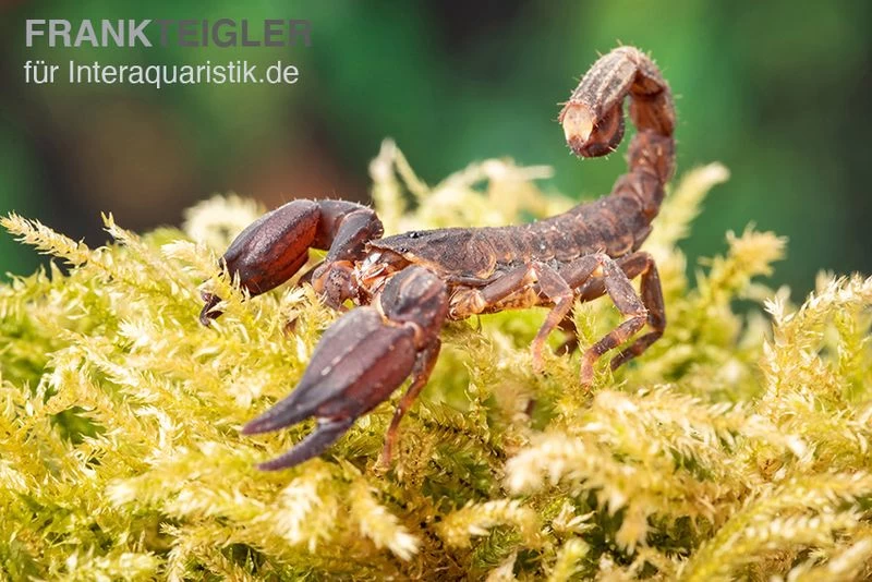 Thailand Zwergskorpion, Chaerilus Sp. Thailand 5 Thailand Zwergskorpion, Chaerilus Sp. Thailand – Bild 3