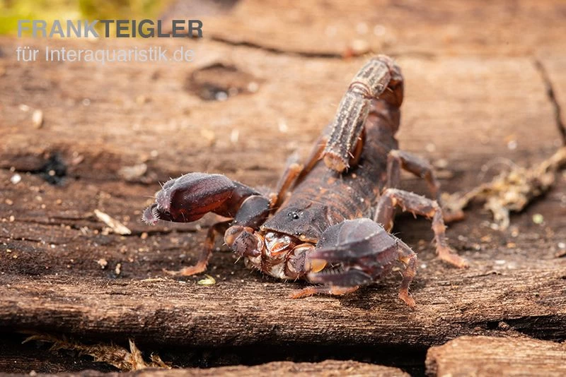 Thailand Zwergskorpion, Chaerilus Sp. Thailand 3 Thailand Zwergskorpion, Chaerilus Sp. Thailand