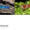 TiBee Starterpack: 5 X Blaue Tigergarnele + 5 X Crystal Red Garnele -Fischbedarf Laden TiBee Starterpack 5 x Blaue Tigergarnele 5 x Crysta