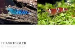TiBee Starterpack: 5 X Blaue Tigergarnele + 5 X Crystal Red Garnele