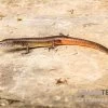 Togo-Skink, Panaspis Togoensis