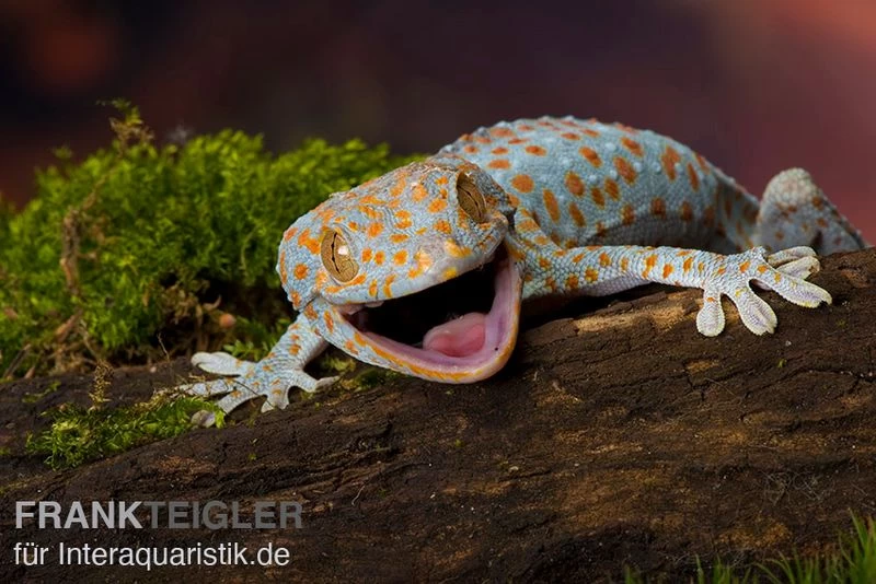 Tokeh, Gekko Gecko 4 Tokeh, Gekko Gecko – Bild 2