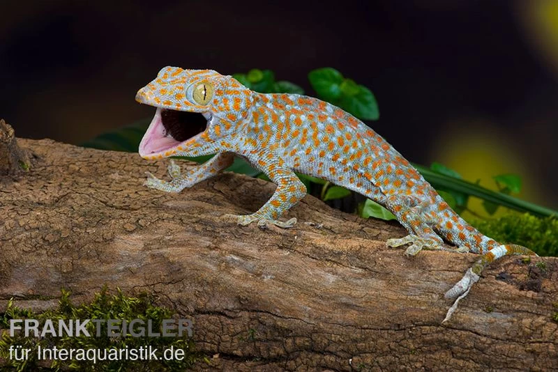 Tokeh, Gekko Gecko 5 Tokeh, Gekko Gecko – Bild 3