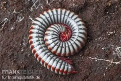 Regenbogentausendfüßer, Tonkinbolus Dollfusi 13 Regenbogentausendfüßer, Tonkinbolus Dollfusi -Fischbedarf Laden Tonkinbolus dollfusi 10