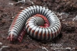 Regenbogentausendfüßer, Tonkinbolus Dollfusi 15 Regenbogentausendfüßer, Tonkinbolus Dollfusi -Fischbedarf Laden Tonkinbolus dollfusi 11