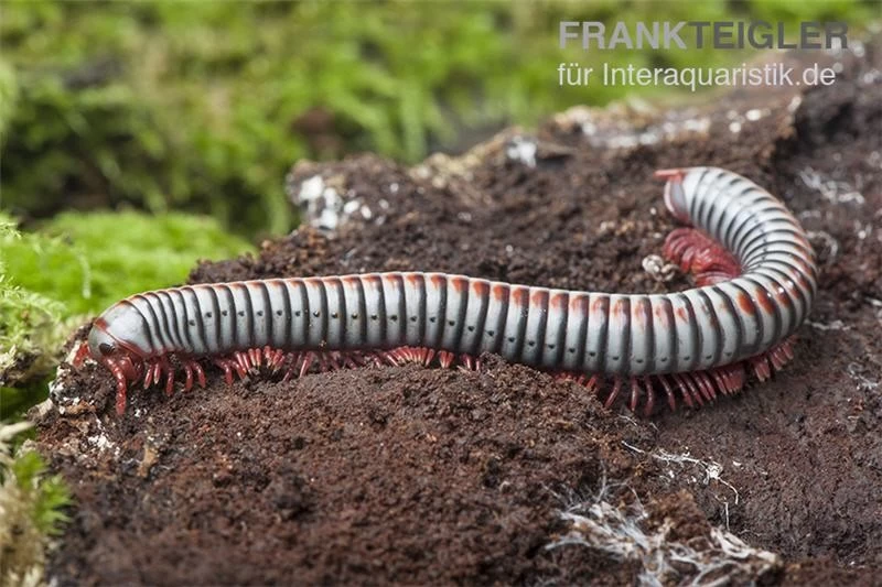 Regenbogentausendfüßer, Tonkinbolus Dollfusi 9 Regenbogentausendfüßer, Tonkinbolus Dollfusi – Bild 7