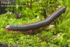 Regenbogentausendfüßer, Tonkinbolus Dollfusi 12 Regenbogentausendfüßer, Tonkinbolus Dollfusi -Fischbedarf Laden Tonkinbolus dollfusi 2
