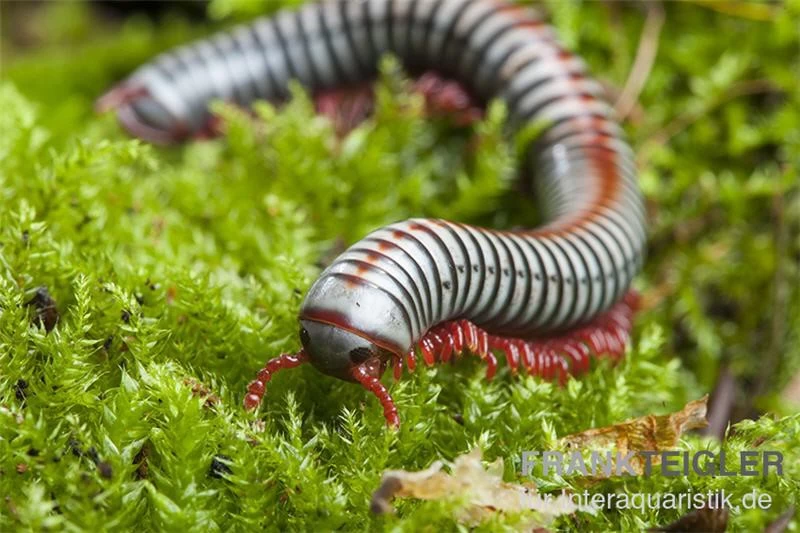 Regenbogentausendfüßer, Tonkinbolus Dollfusi 3 Regenbogentausendfüßer, Tonkinbolus Dollfusi