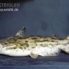 Wurzelwels, Trachelyopterus Galeatus -Fischbedarf Laden Trachelyopterus galeatus