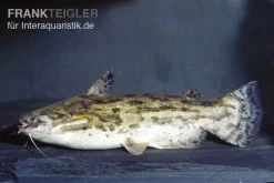 Wurzelwels, Trachelyopterus Galeatus