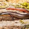 Tüpfellippenskink, Trachylepis Maculilabris -Fischbedarf Laden Tuepfellippenskink Trachylepis maculilabris 1