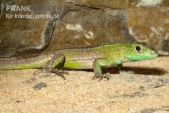 Tüpfelrennechse, Cnemidophorus Lemniscatus -Fischbedarf Laden Tuepfelrennechse Cnemidophorus lemniscatus 2