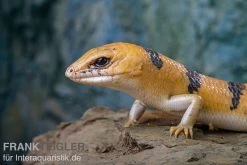 Tunesischer Nachtskink, Scincopus Fasciatus -Fischbedarf Laden Tunesischer Nachtskink Scincopus fasciatus 3