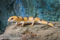 Tunesischer Nachtskink, Scincopus Fasciatus -Fischbedarf Laden Tunesischer Nachtskink Scincopus fasciatus 4