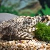 Ucayali-Zwergschilderwels, L205, Peckoltia Sp. -Fischbedarf Laden Ucayali Zwergschilderwels L205 Peckoltia sp 2