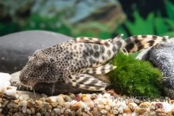 Ucayali-Zwergschilderwels, L205, Peckoltia Sp.