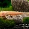 Wabenschilderwels Albino, Glyptoperichthys Gibbiceps -Fischbedarf Laden Wabenschilderwels albino Glyptoperichthys gibbiceps 1