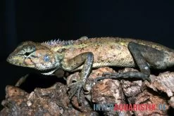 Waldgarteneidechse, Calotes Emma -Fischbedarf Laden Waldgarteneidechse Calotes emma2